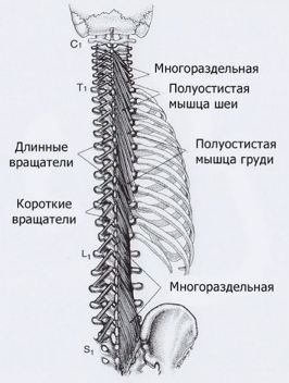 Болит точка на спине сзади