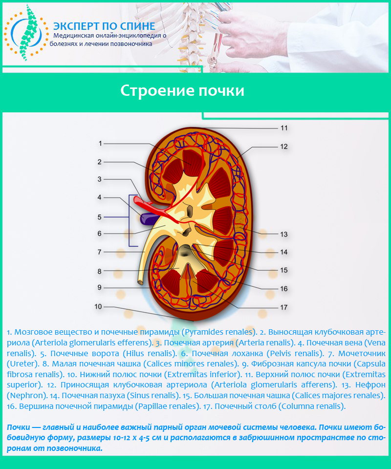 Строение почки