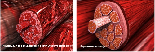 Лактат и восстановление мышц